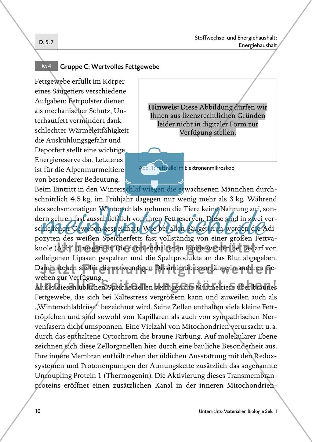 Schlafen wie ein Murmeltier - M4-M6 Preview 1