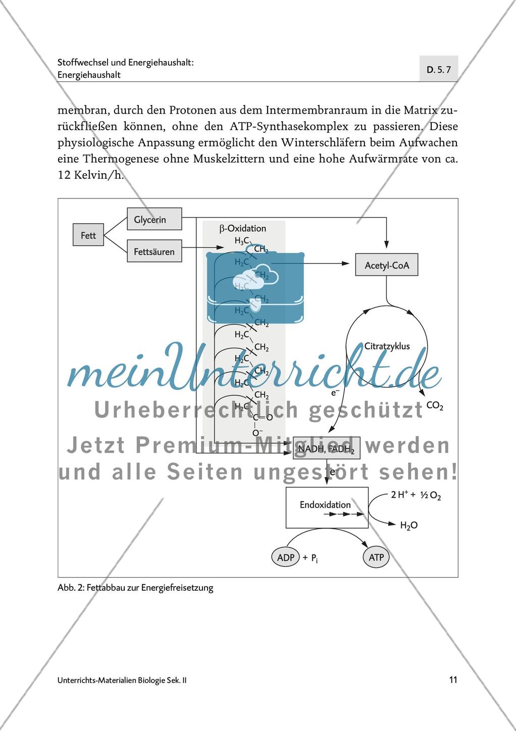 Schlafen wie ein Murmeltier - M4-M6 Preview 2