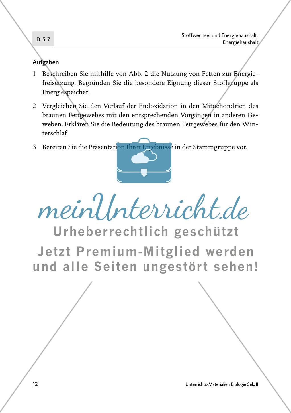 Schlafen wie ein Murmeltier - M4-M6 Preview 3
