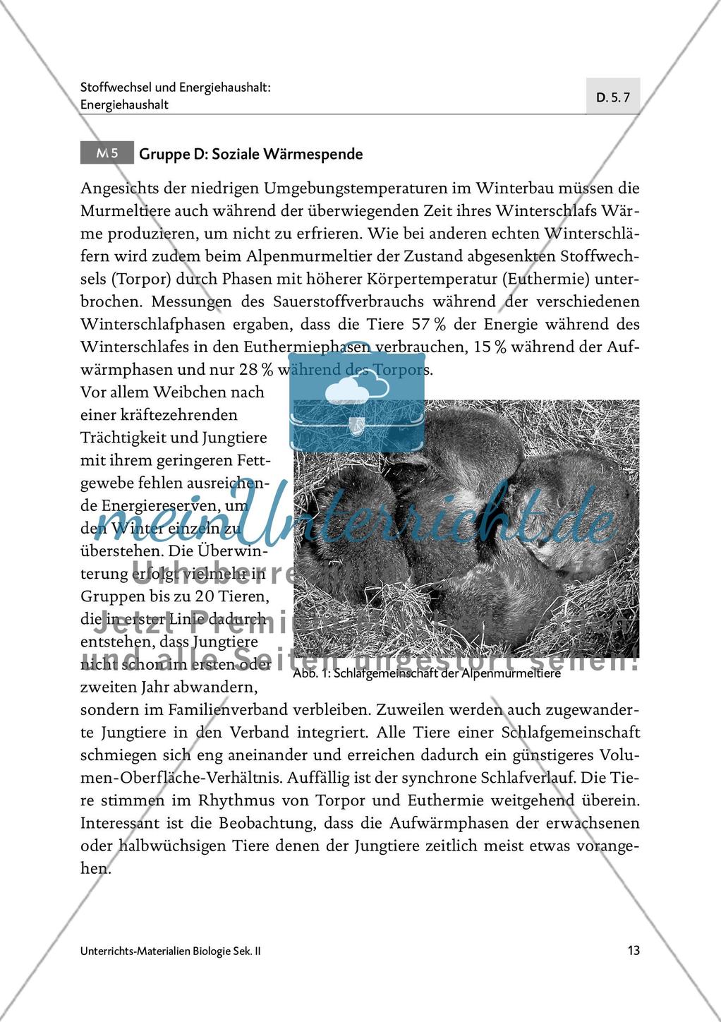 Schlafen wie ein Murmeltier - M4-M6 Preview 4