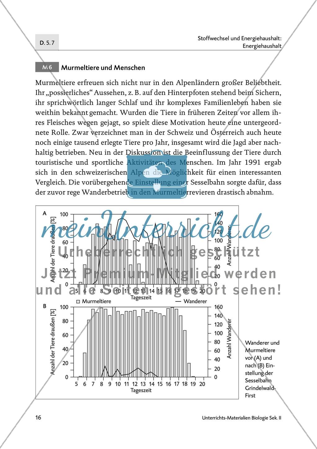 Schlafen wie ein Murmeltier - M4-M6 Preview 7