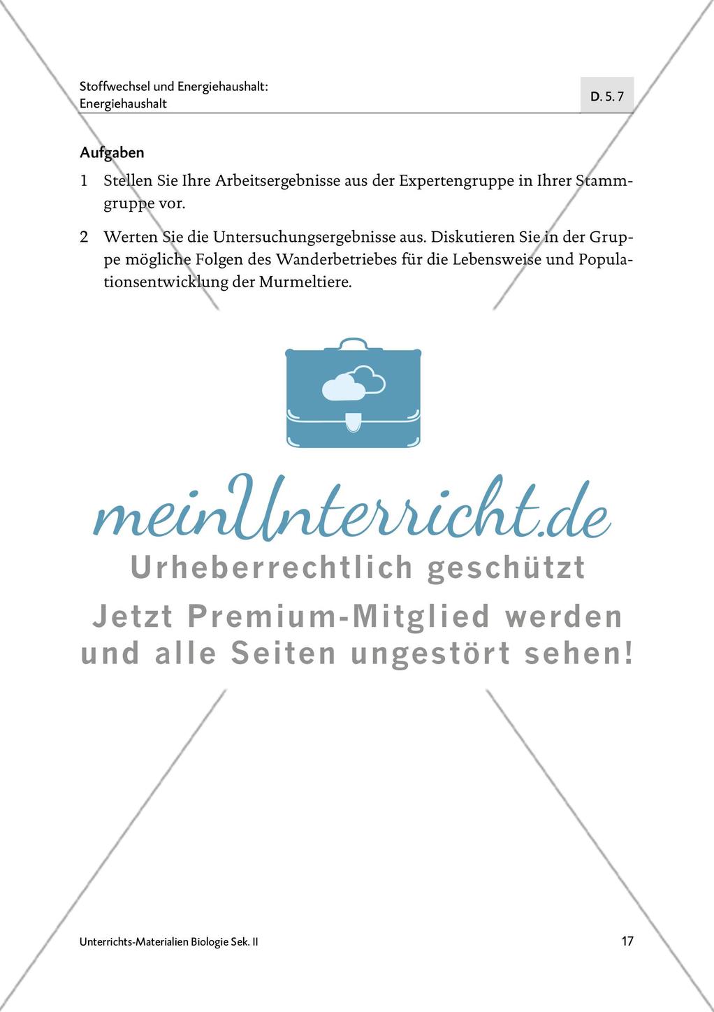 Schlafen wie ein Murmeltier - M4-M6 Preview 8
