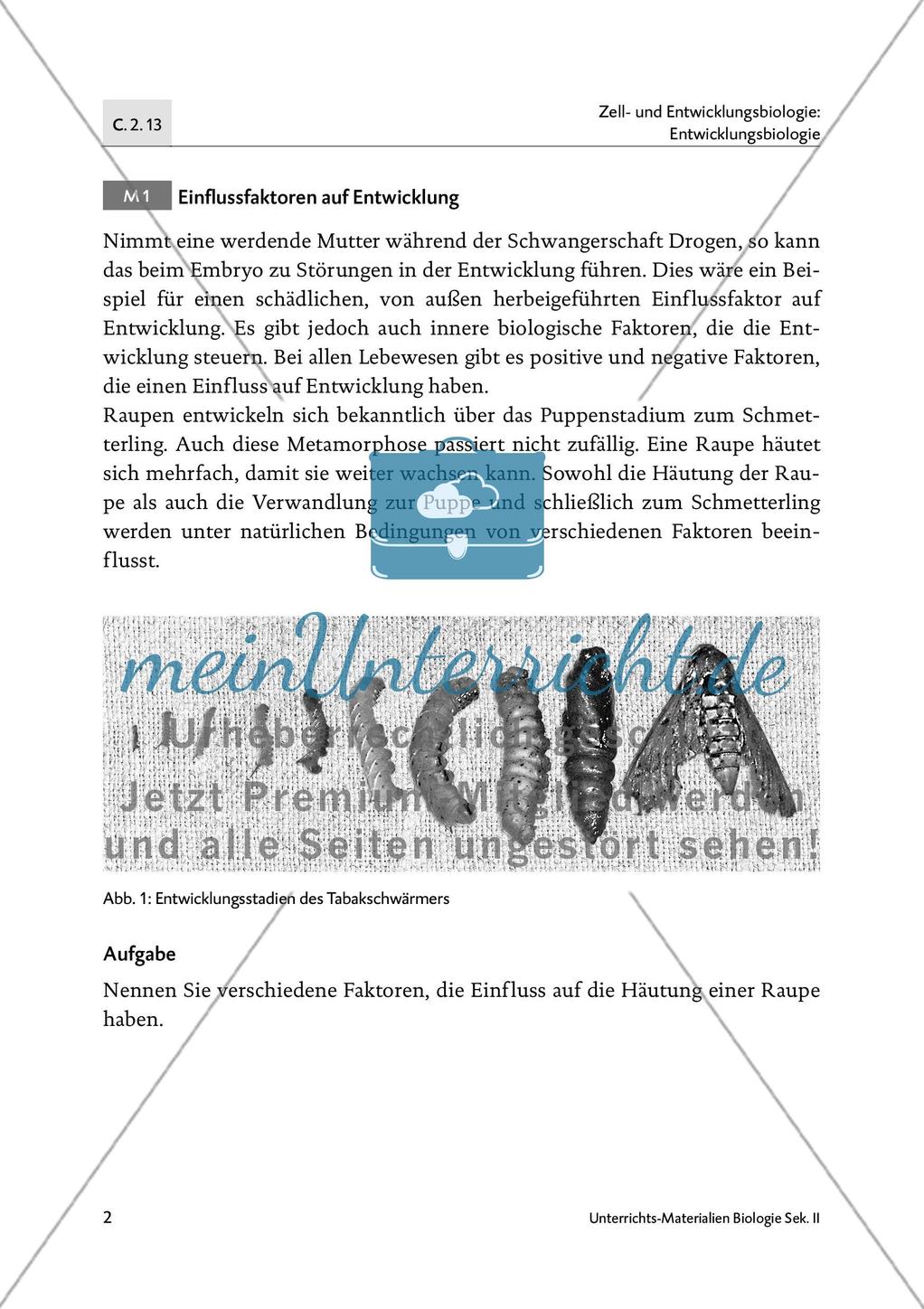 Von der Raupe zum Schmetterling - M1-M5 Preview 1