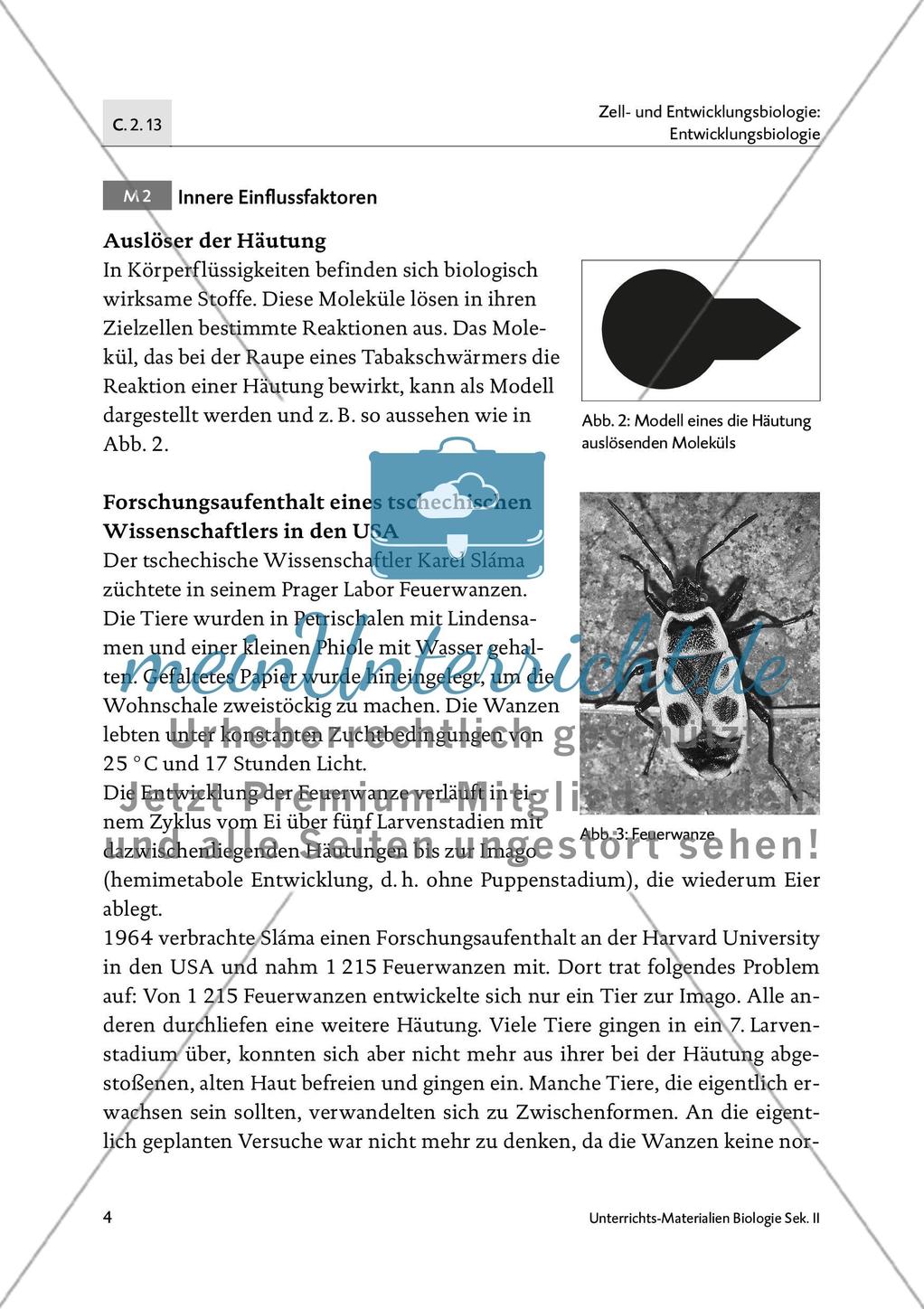 Von der Raupe zum Schmetterling - M1-M5 Preview 3