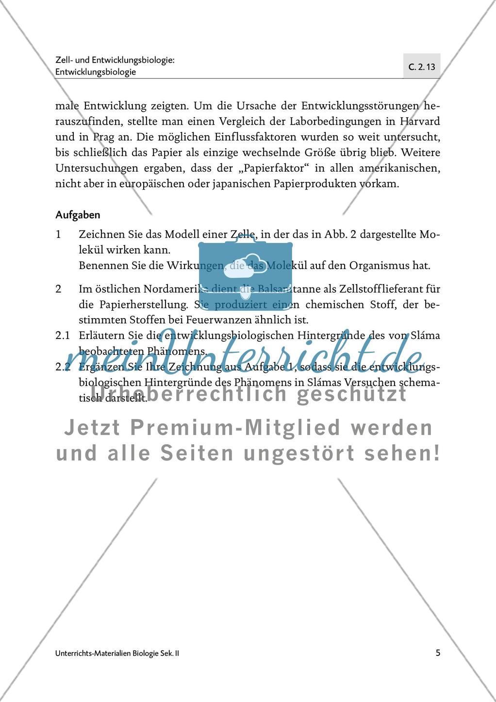 Von der Raupe zum Schmetterling - M1-M5 Preview 4