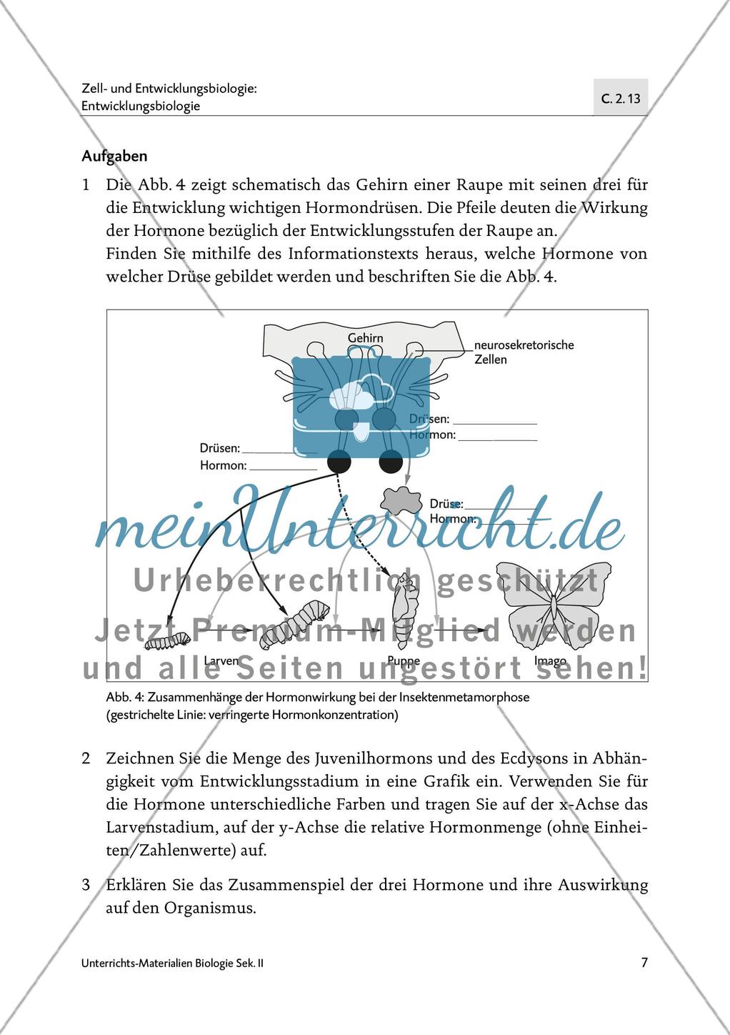 Von der Raupe zum Schmetterling - M1-M5 Preview 6