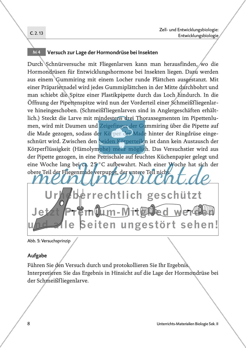 Von der Raupe zum Schmetterling - M1-M5 Preview 7
