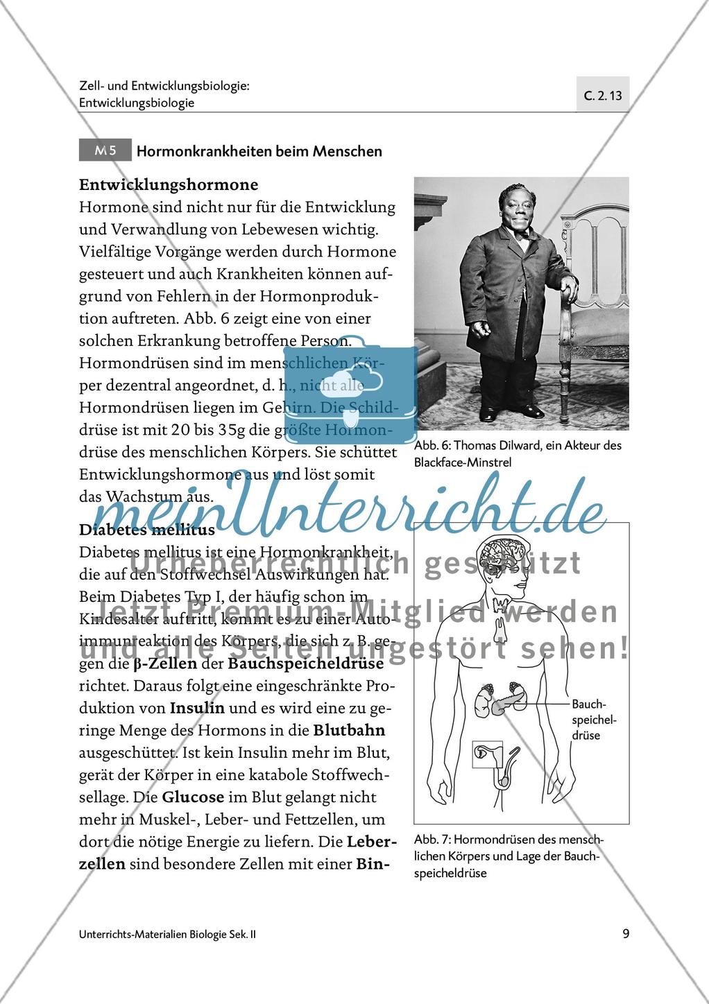 Von der Raupe zum Schmetterling - M1-M5 Preview 8