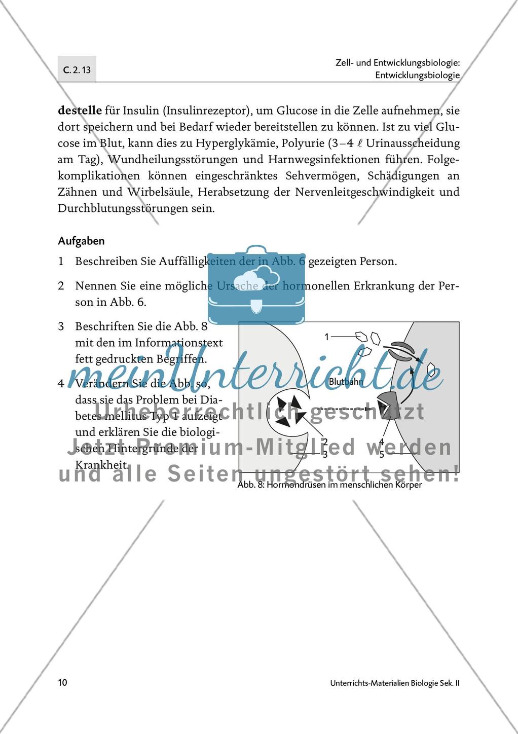 Von der Raupe zum Schmetterling - M1-M5 Preview 9