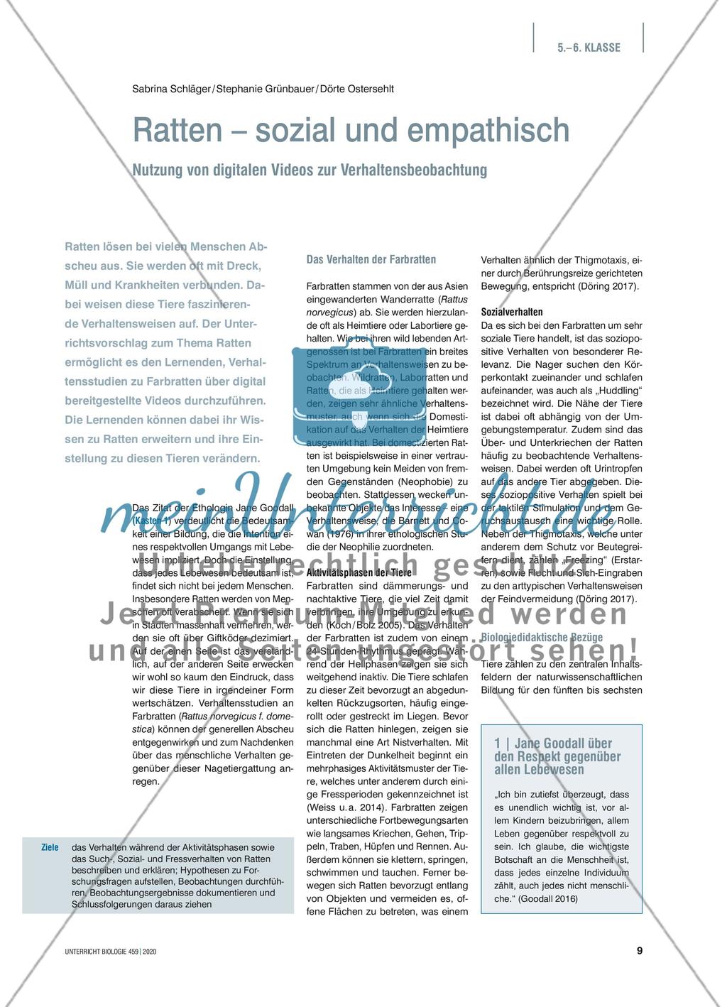 Ratten – sozial und empathisch Preview 1