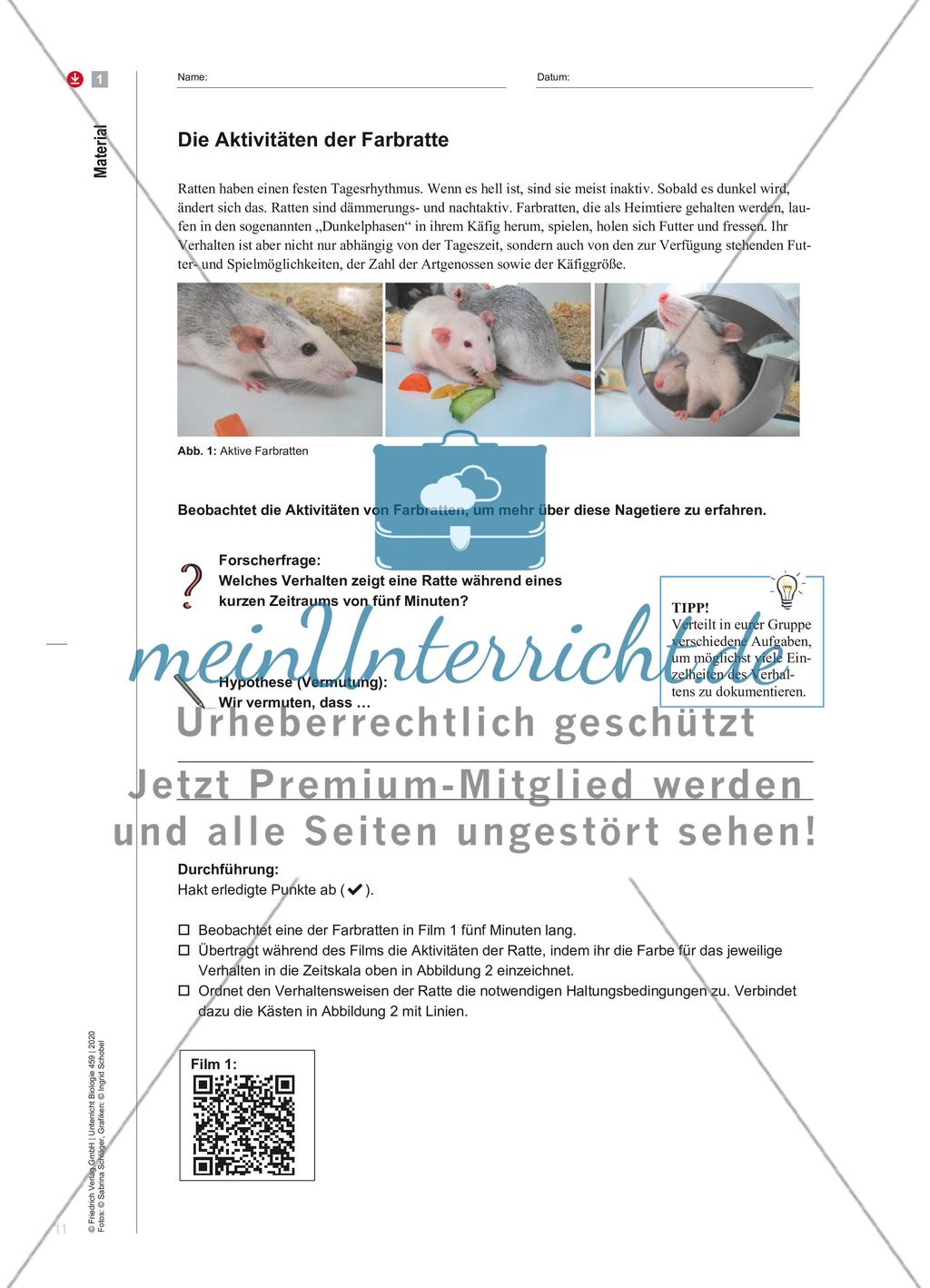 Ratten – sozial und empathisch Preview 3