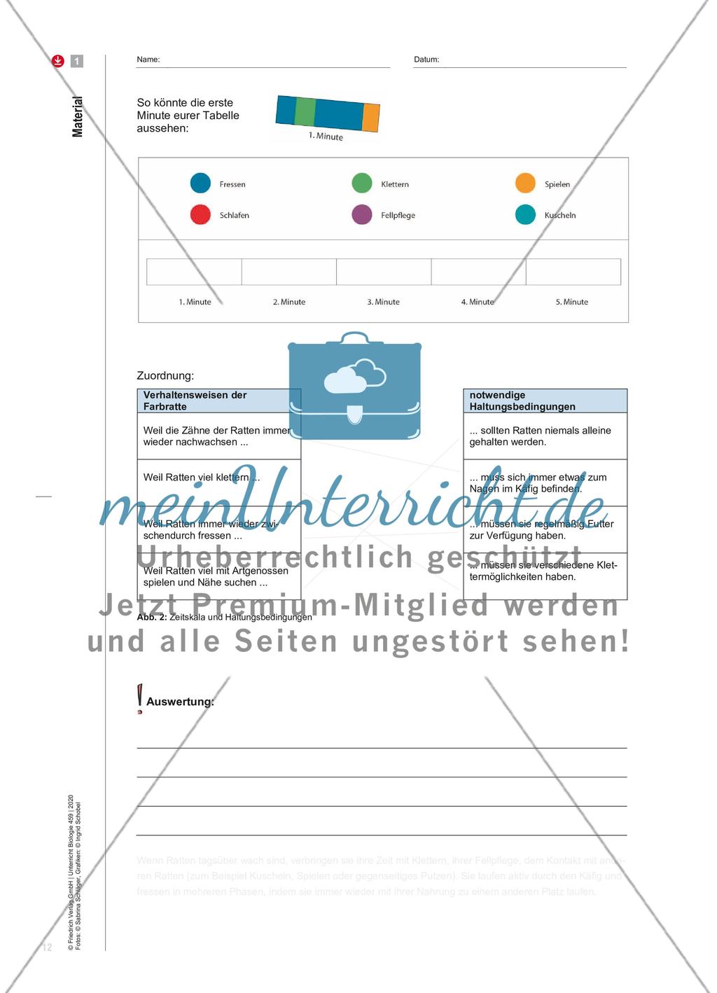 Ratten – sozial und empathisch Preview 4