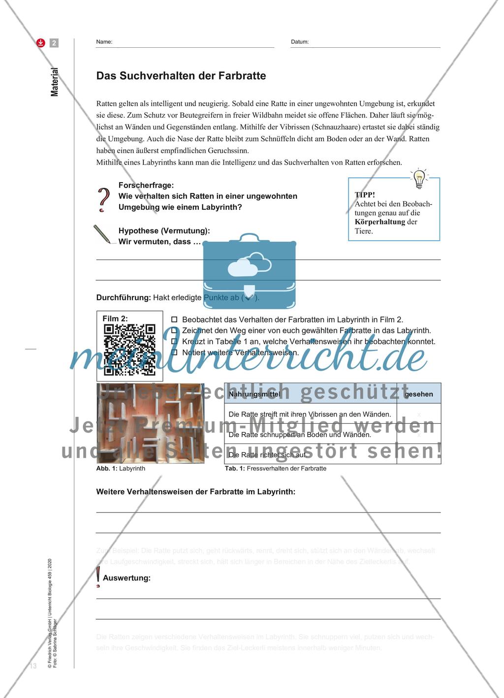 Ratten – sozial und empathisch Preview 5