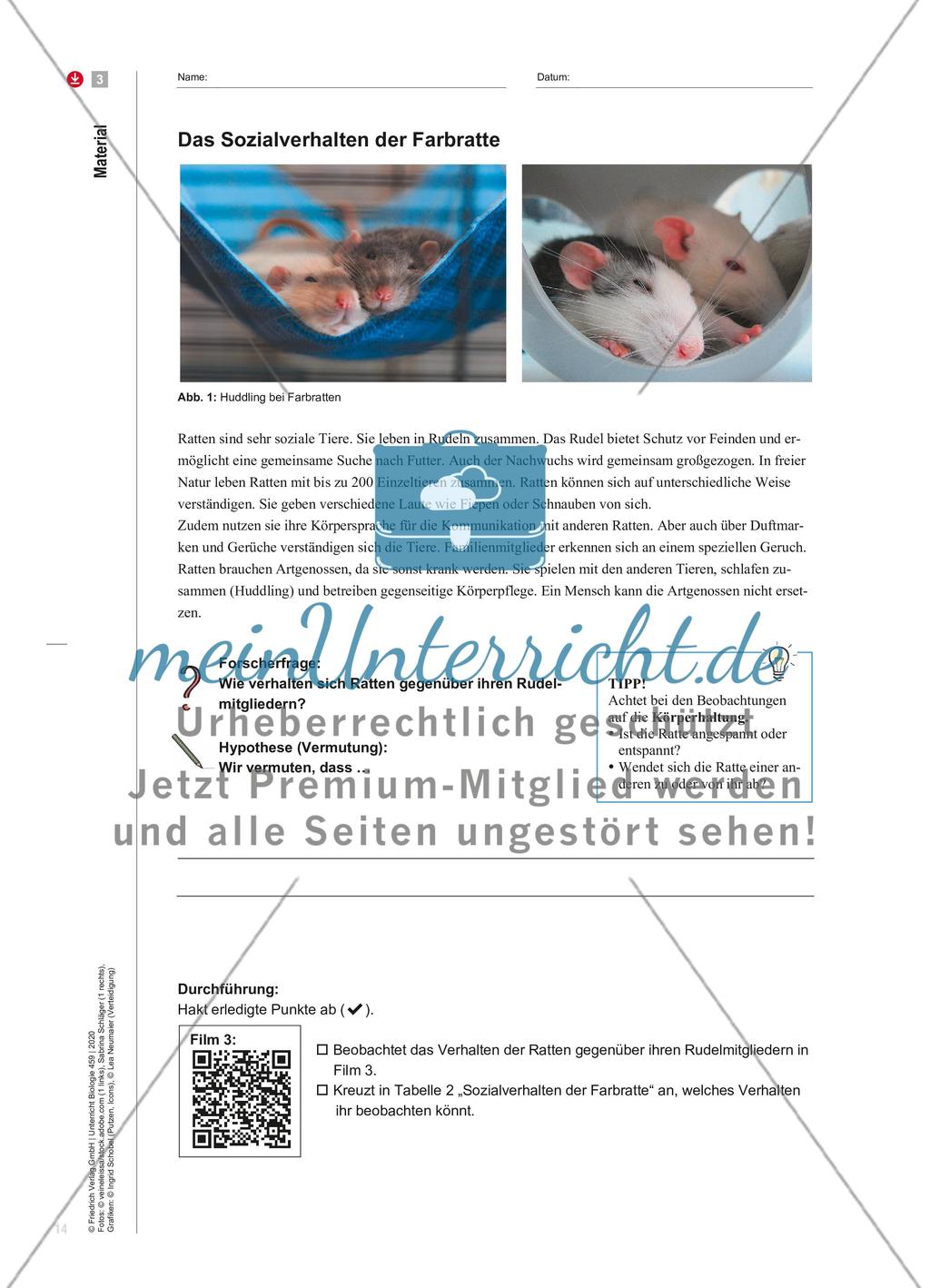 Ratten – sozial und empathisch Preview 6