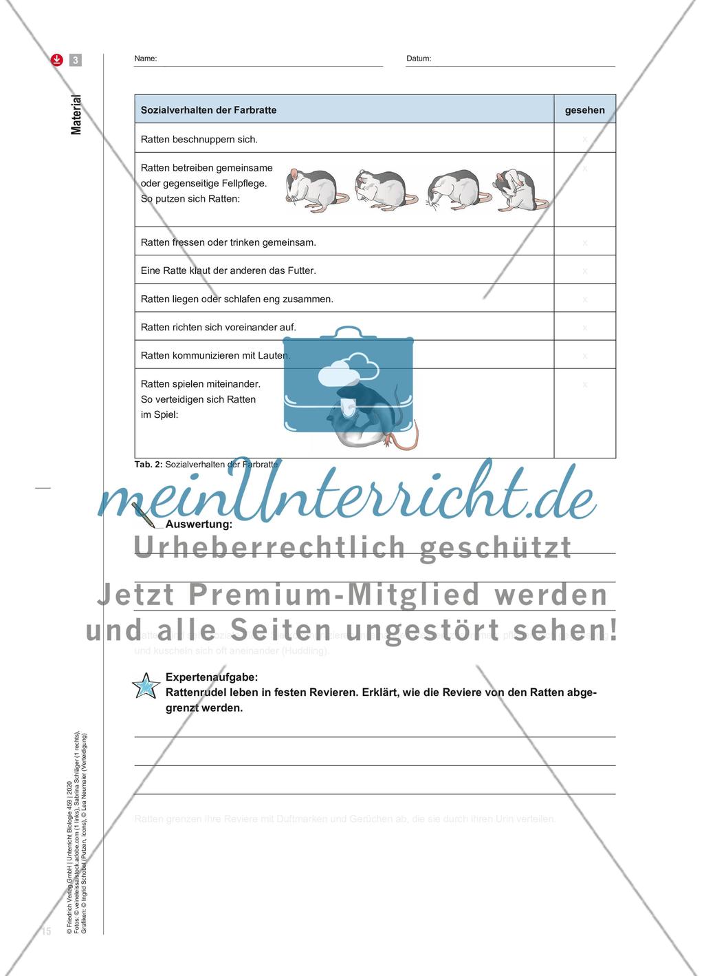 Ratten – sozial und empathisch Preview 7