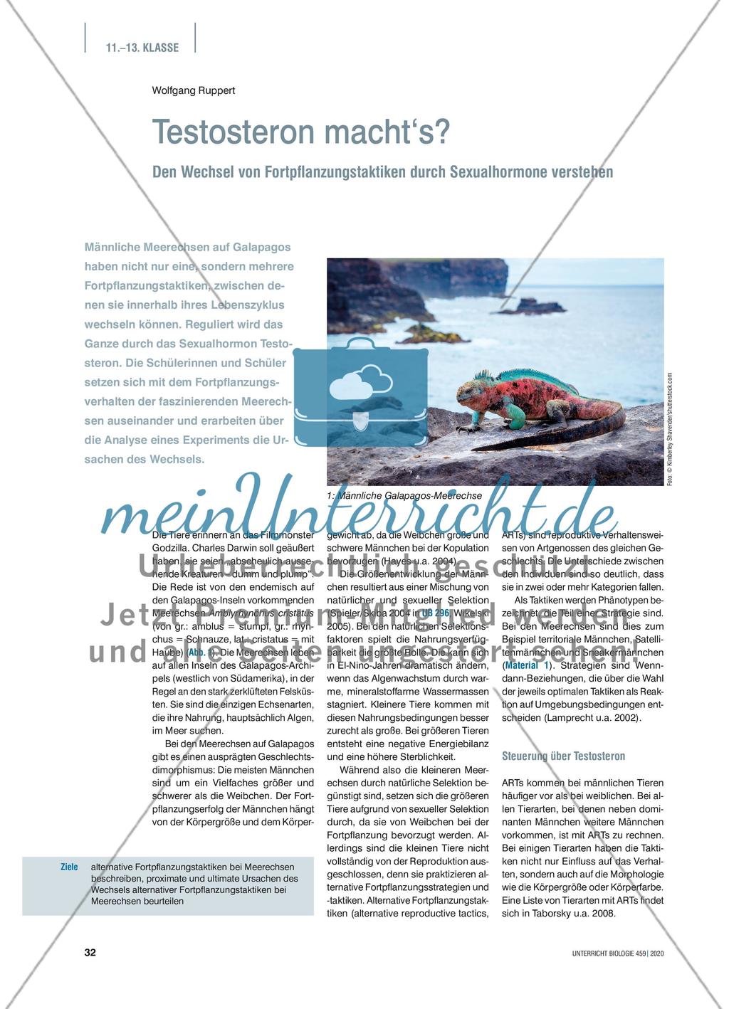 Testosteron macht‘s? Preview 1