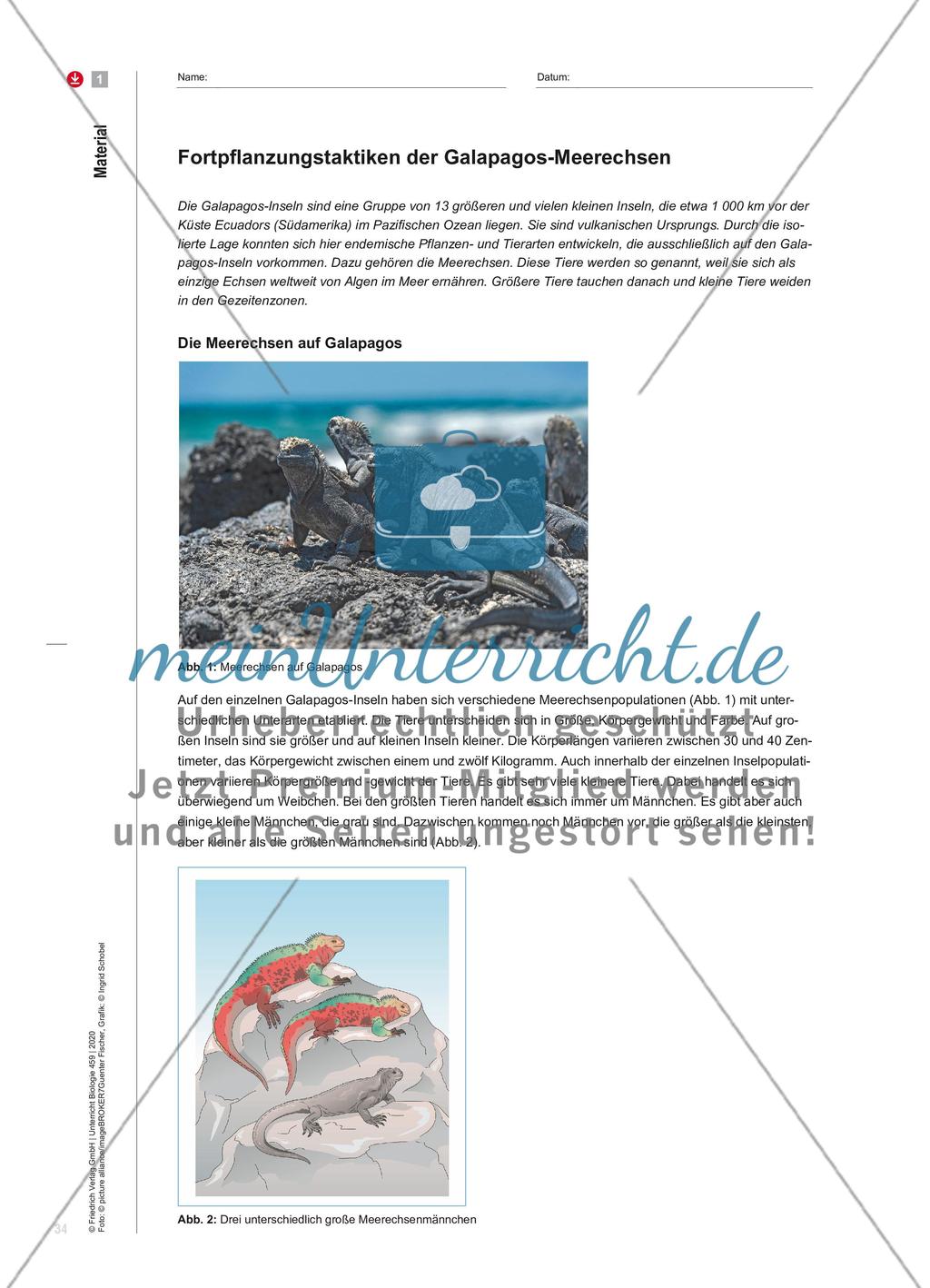 Testosteron macht‘s? Preview 3