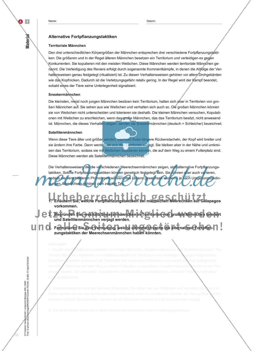 Testosteron macht‘s? Preview 4