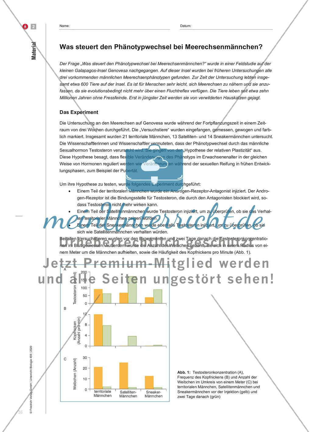 Testosteron macht‘s? Preview 5