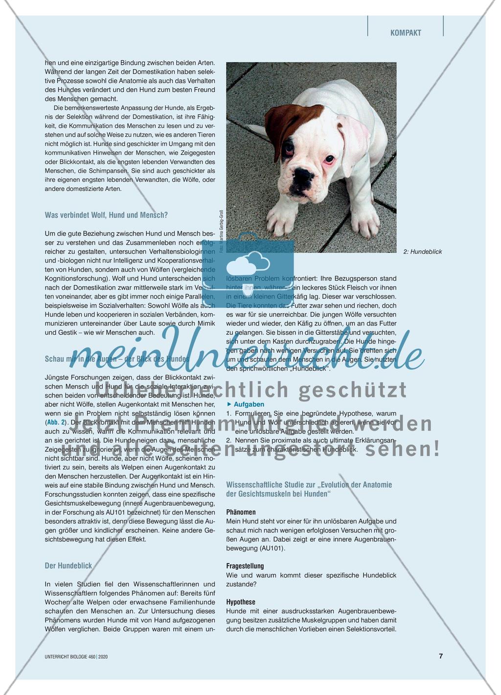 Wie konnte der Hund zum besten Freund des Menschen werden? Preview 2