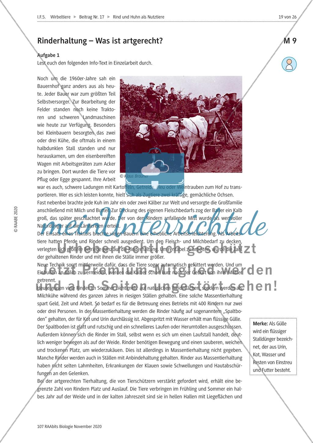 Rind und Huhn - M8-M11 Preview 2