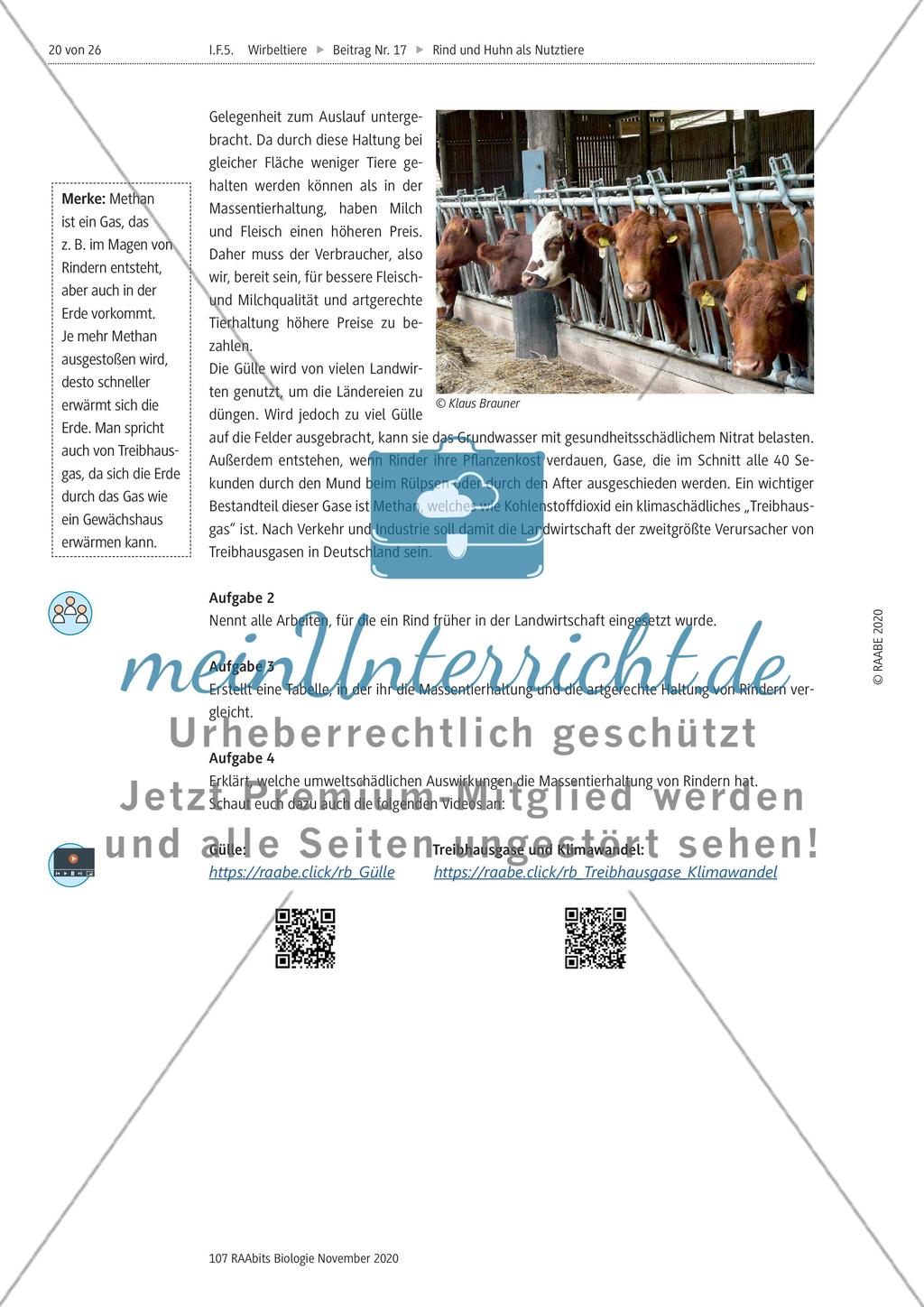 Rind und Huhn - M8-M11 Preview 3