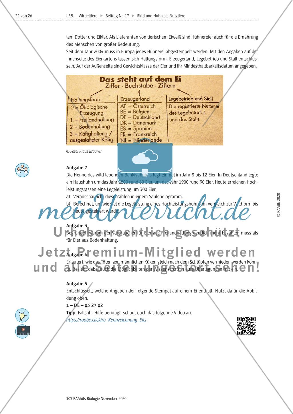 Rind und Huhn - M8-M11 Preview 5