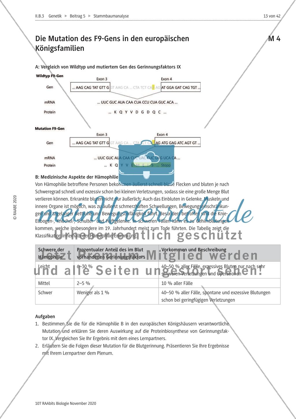 Stammbaumanalyse Preview 13