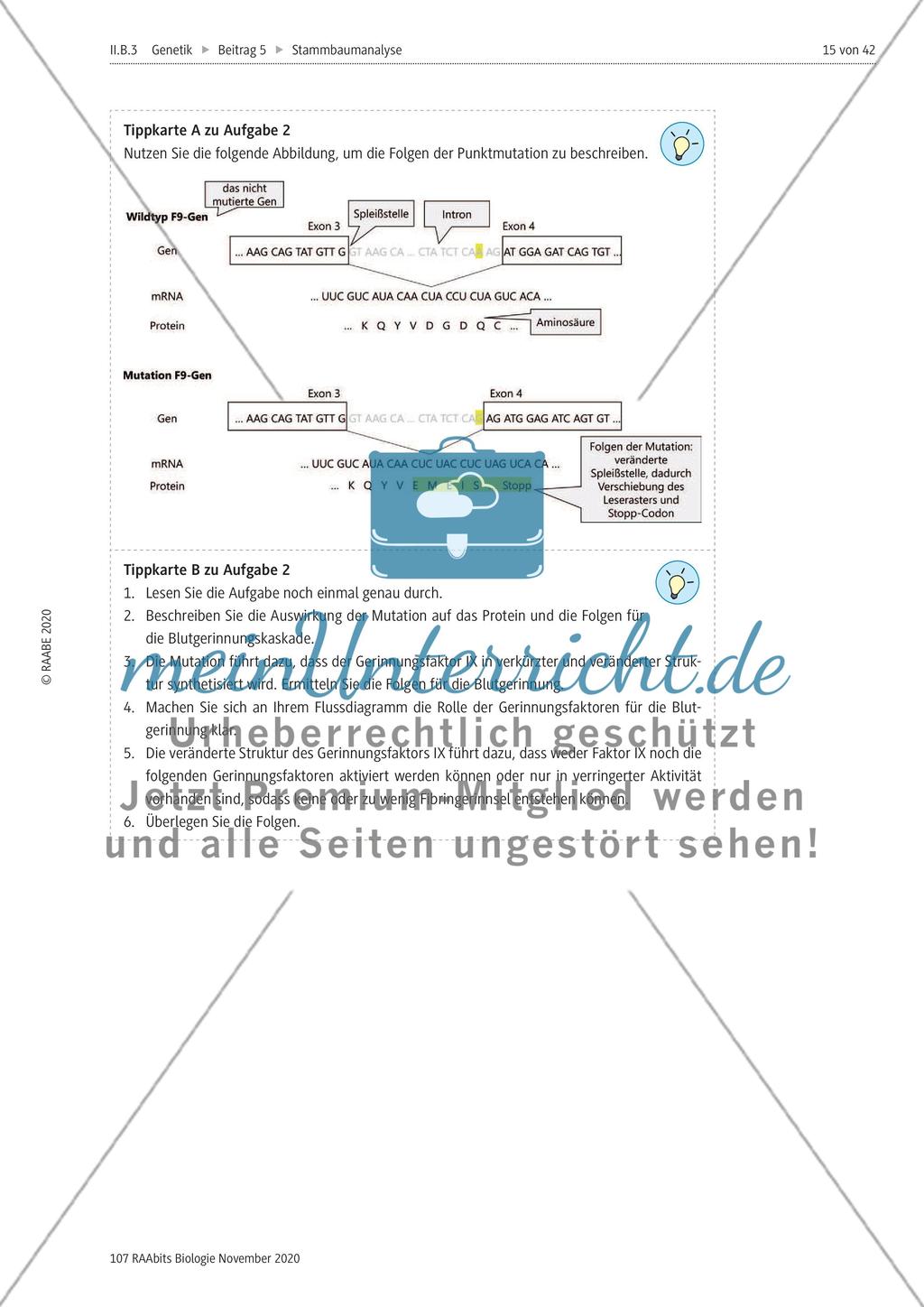 Stammbaumanalyse Preview 15