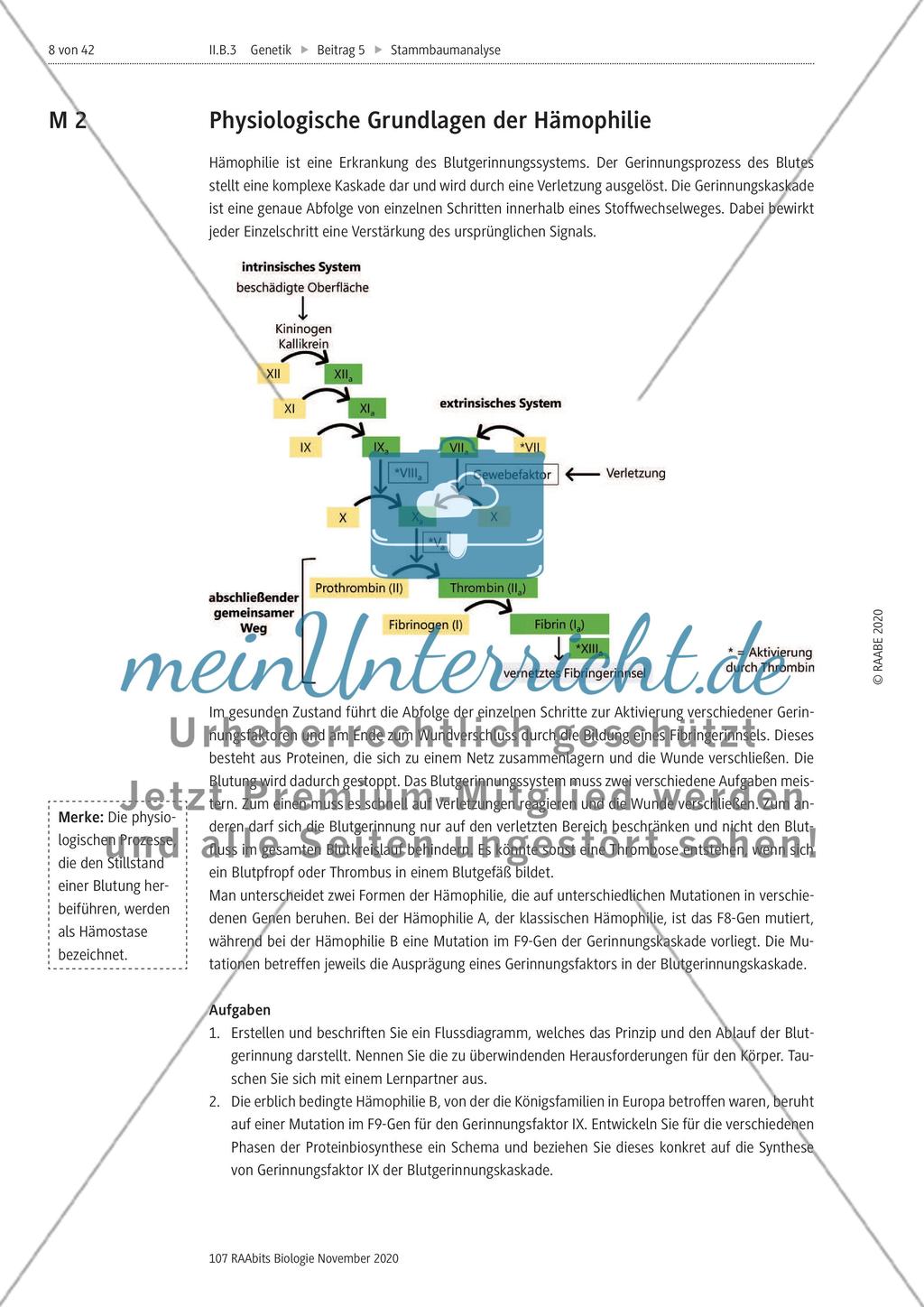 Stammbaumanalyse Preview 8