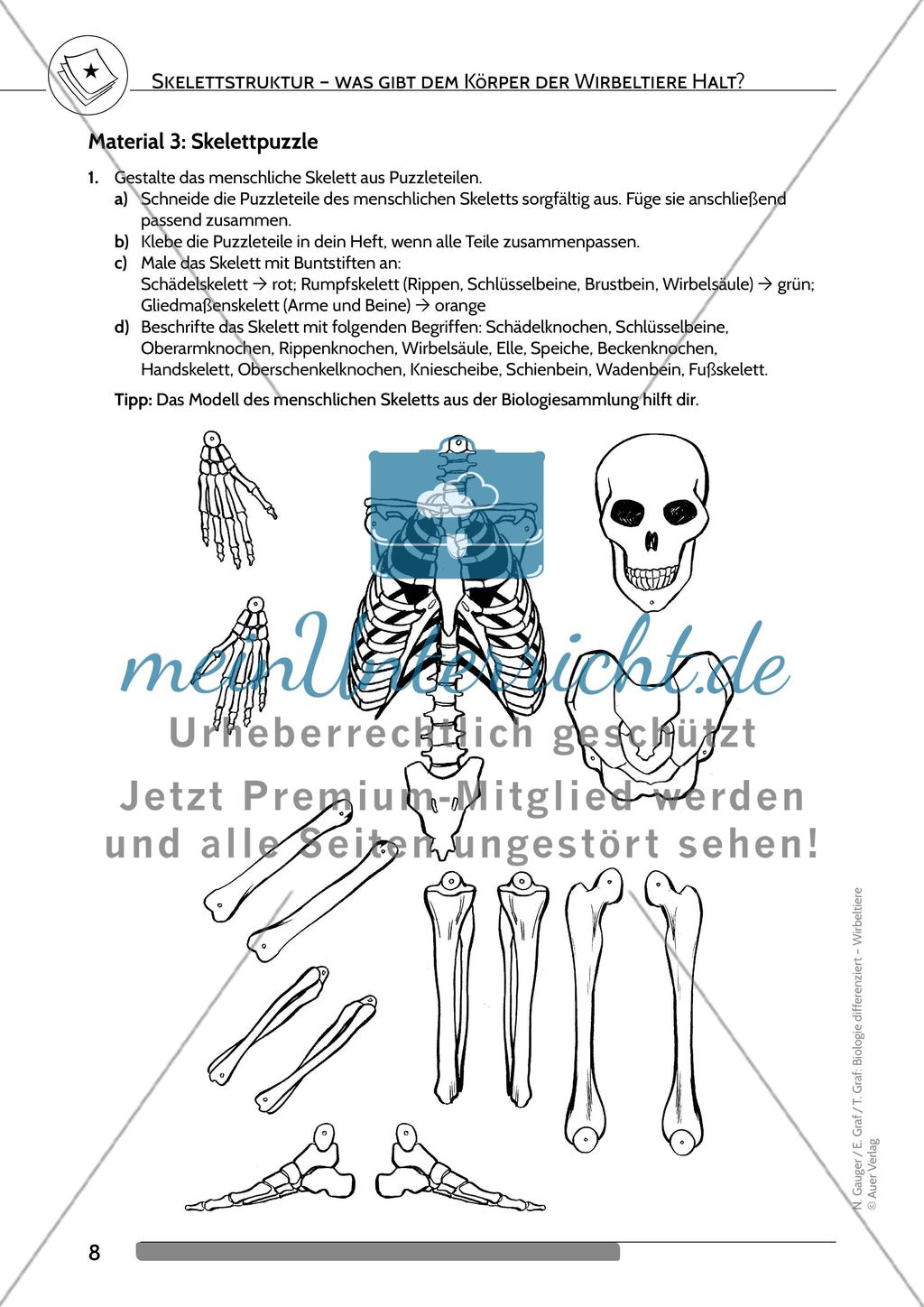 Skelettstruktur – was gibt dem Körper der Wirbeltiere Halt? Preview 4