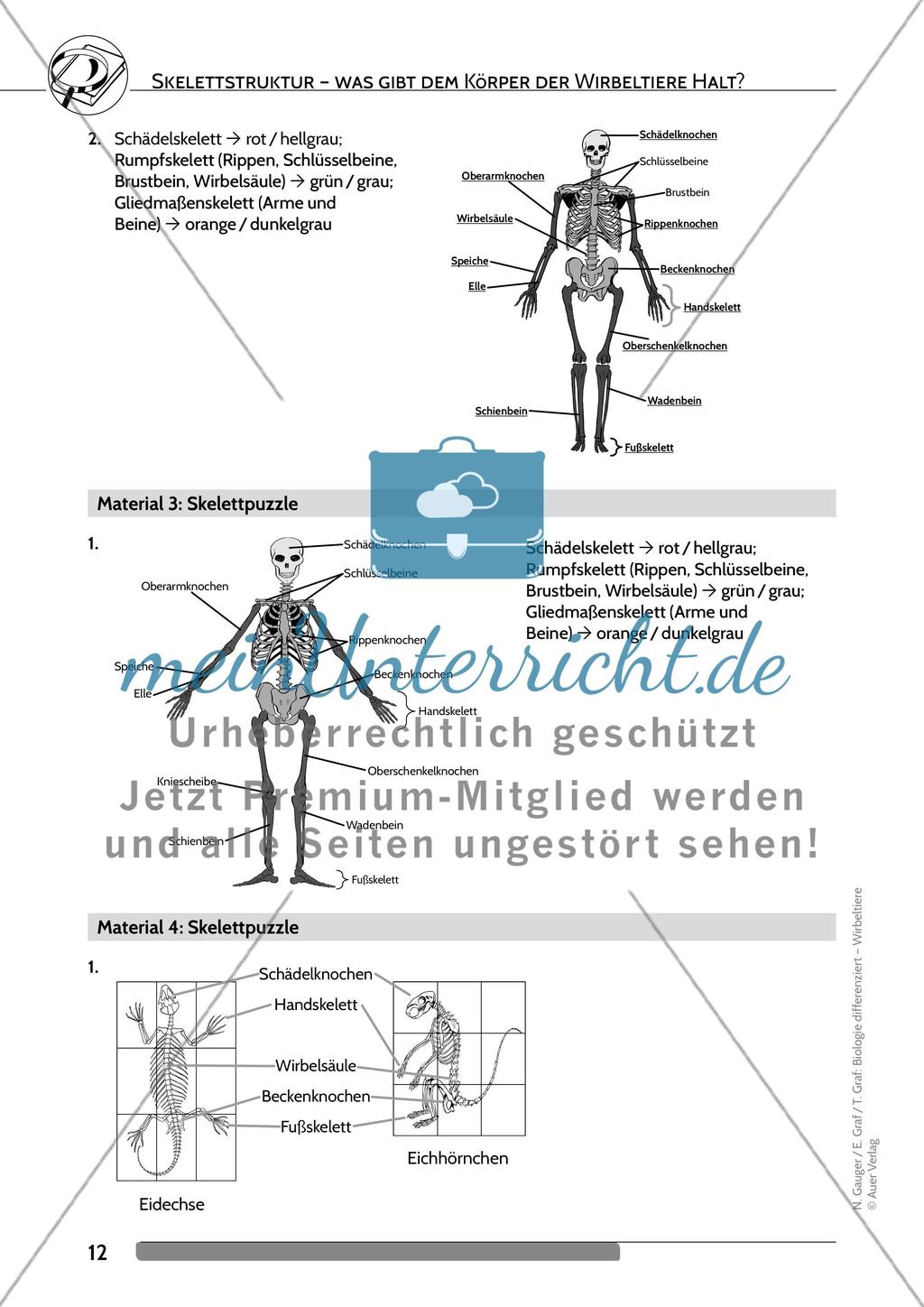 Skelettstruktur – was gibt dem Körper der Wirbeltiere Halt? Preview 8