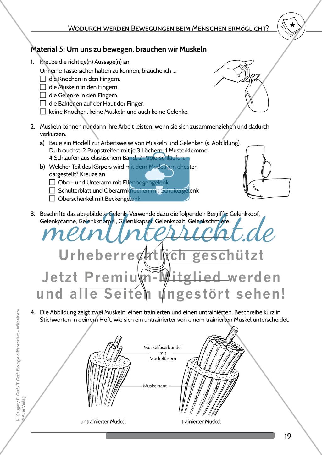 Wodurch werden Bewegungen beim Menschen ermöglicht? Preview 6