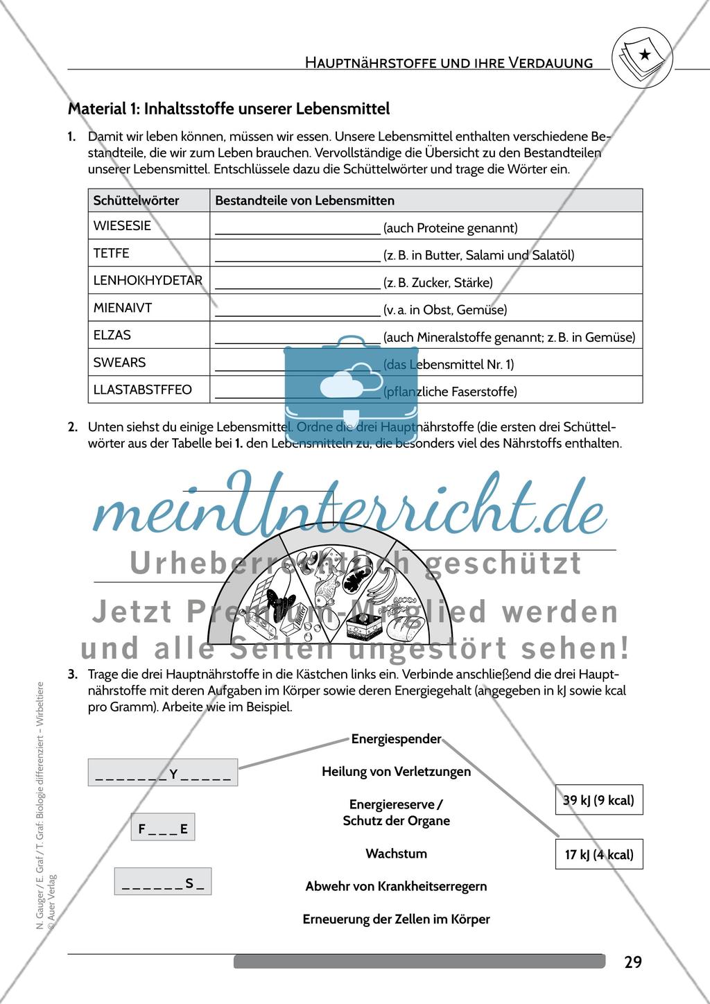 Hauptnährstoffe und ihre Verdauung Preview 2