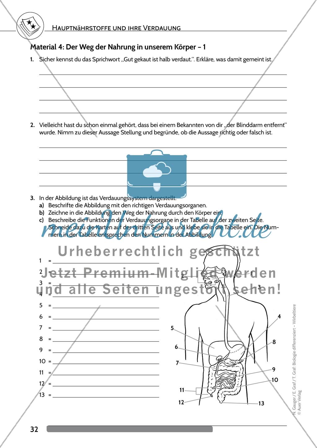 Hauptnährstoffe und ihre Verdauung Preview 5