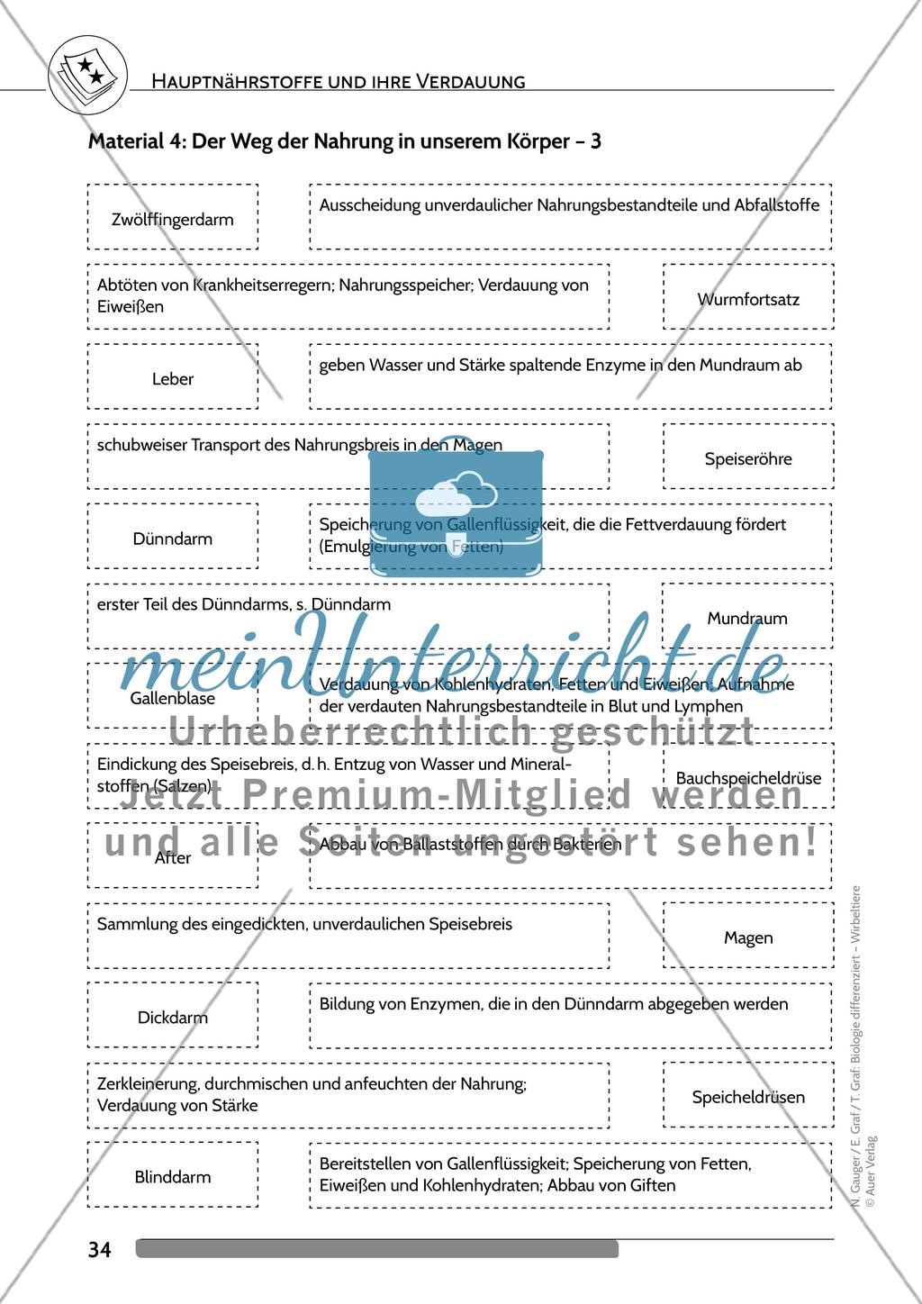 Hauptnährstoffe und ihre Verdauung Preview 7