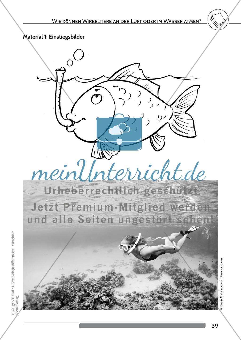 Wie können Wirbeltiere an der Luft oder im Wasser atmen? Preview 2