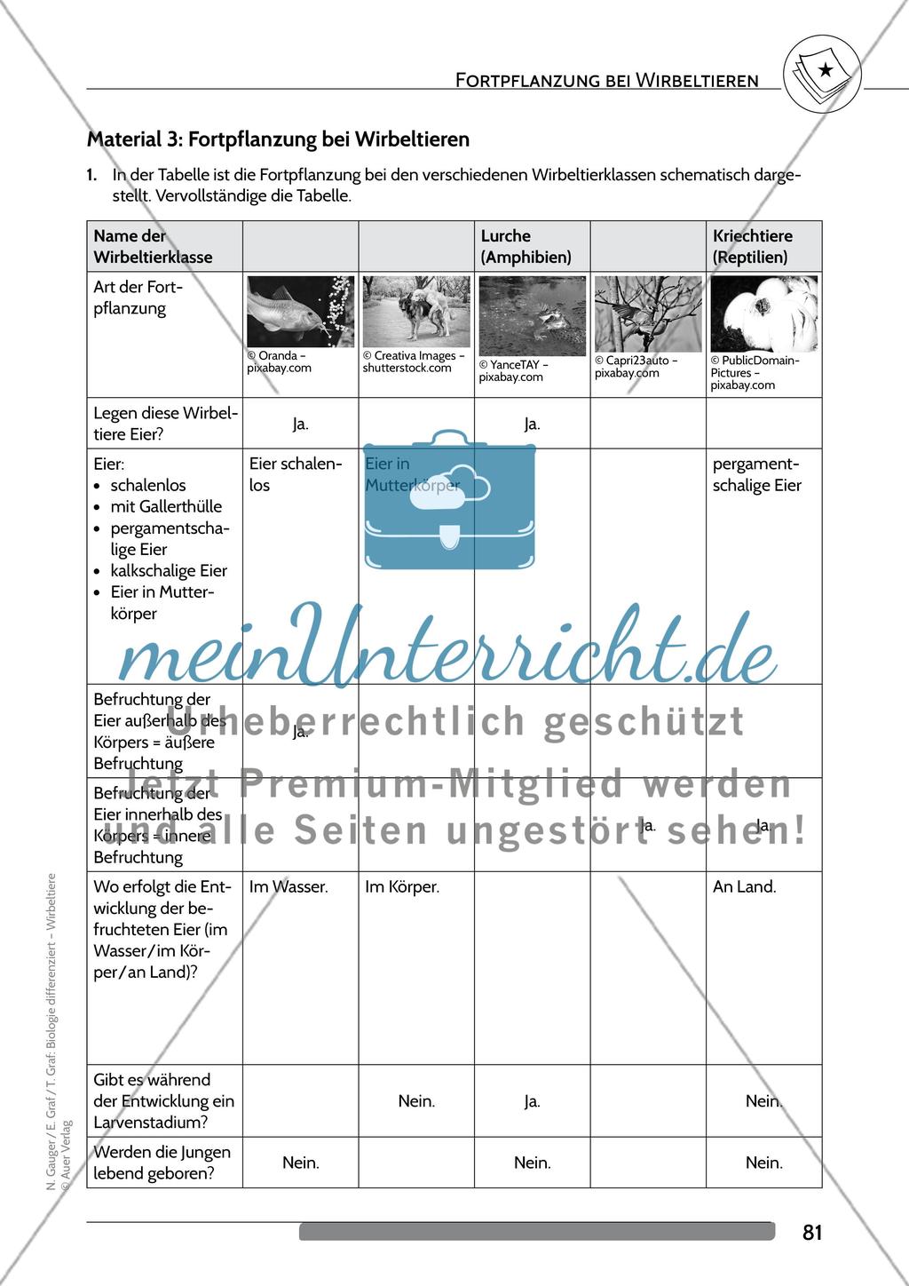 Fortpflanzung bei Wirbeltieren Preview 4