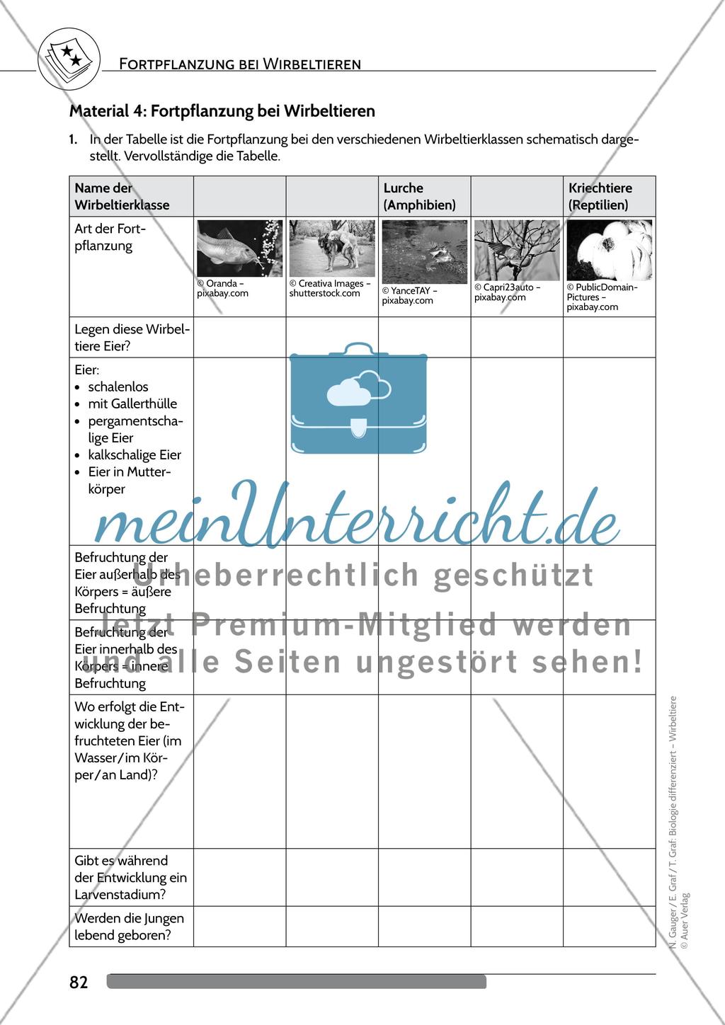 Fortpflanzung bei Wirbeltieren Preview 5
