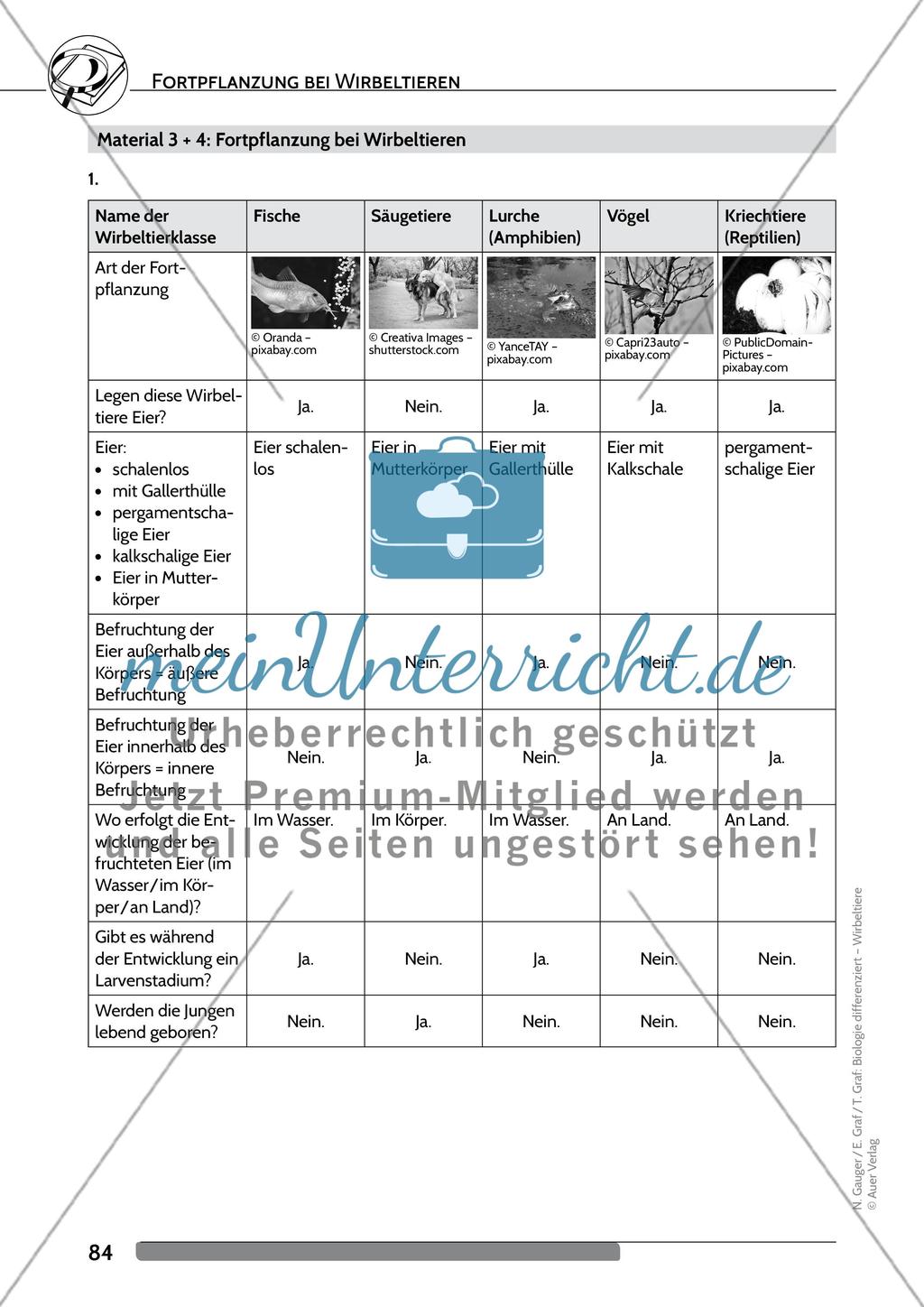 Fortpflanzung bei Wirbeltieren Preview 7