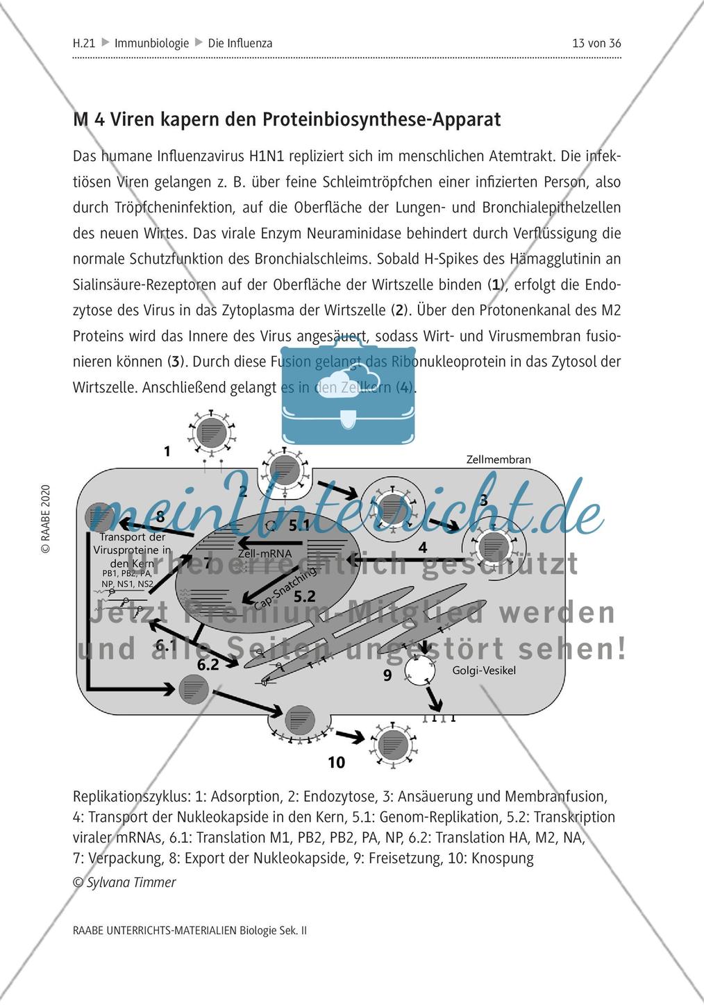Die Influenza - M4-M5 Preview 1