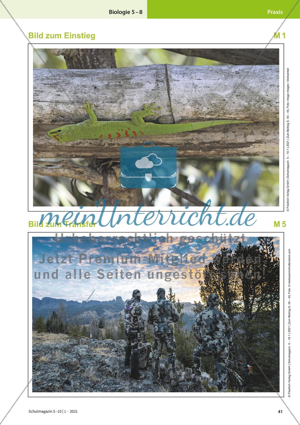 Der Madagaskar-Taggecko Preview 2