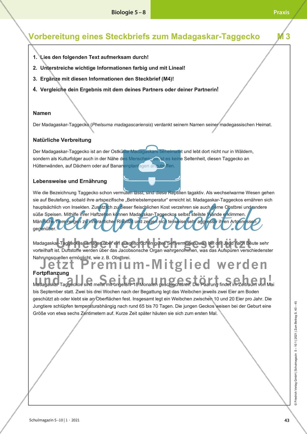 Der Madagaskar-Taggecko Preview 4