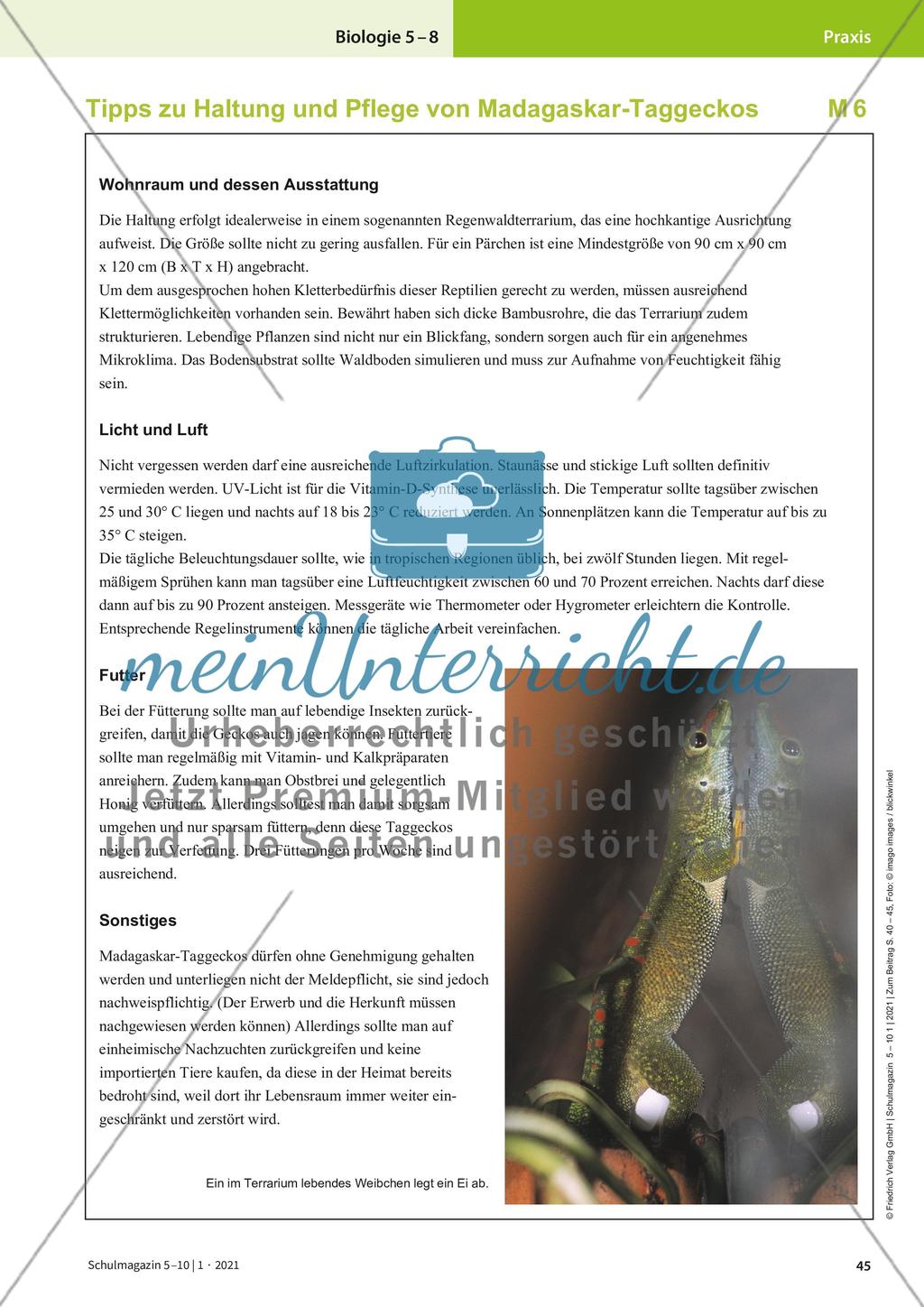 Der Madagaskar-Taggecko Preview 6