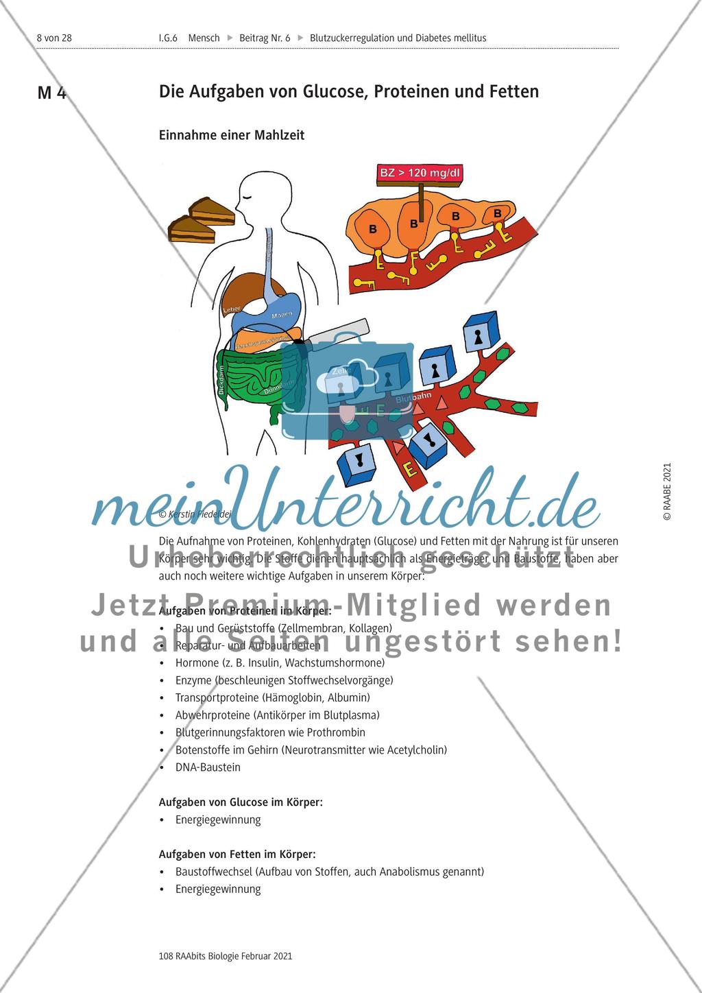 Blutzuckerregulation im Überblick / Verzahnung des Kohlenhydrat-, Protein- und Fettstoffwechsels Preview 2