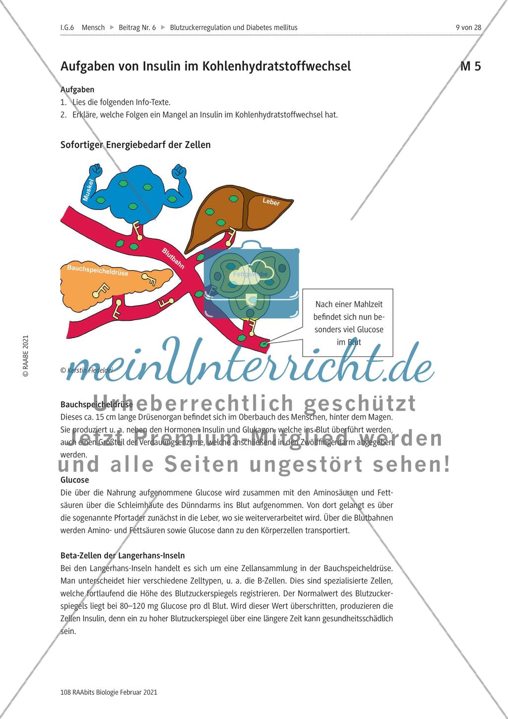 Blutzuckerregulation im Überblick / Verzahnung des Kohlenhydrat-, Protein- und Fettstoffwechsels Preview 3