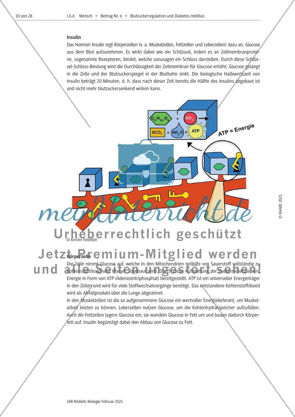 Blutzuckerregulation im Überblick / Verzahnung des Kohlenhydrat-, Protein- und Fettstoffwechsels Preview 4