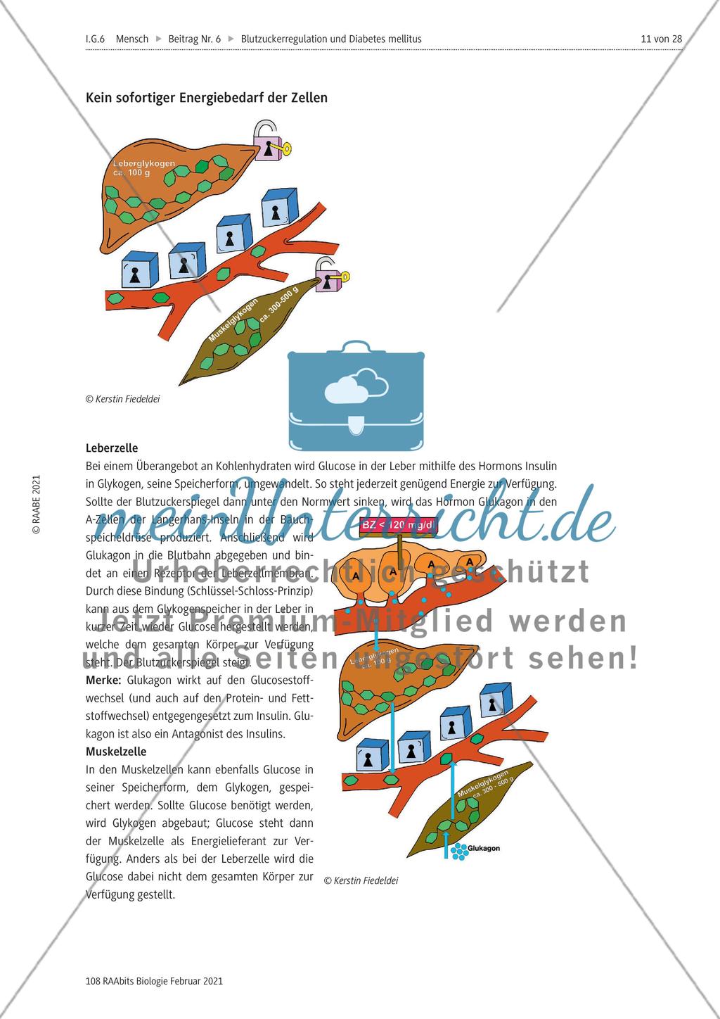 Blutzuckerregulation im Überblick / Verzahnung des Kohlenhydrat-, Protein- und Fettstoffwechsels Preview 5