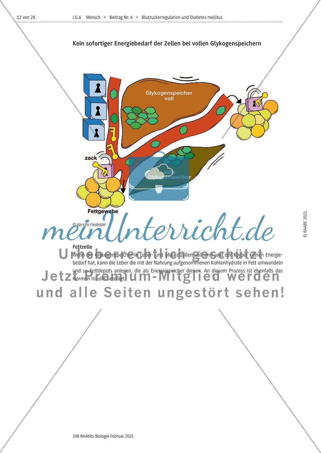 Blutzuckerregulation im Überblick / Verzahnung des Kohlenhydrat-, Protein- und Fettstoffwechsels Preview 6