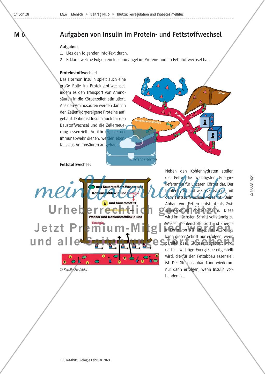 Blutzuckerregulation im Überblick / Verzahnung des Kohlenhydrat-, Protein- und Fettstoffwechsels Preview 8